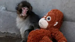 Baby Japanese macaque named Punch sits next to a stuffed orangutan