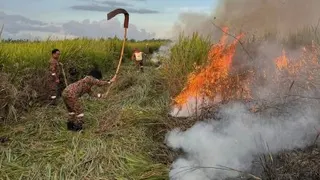 消防员极力扑救野火。