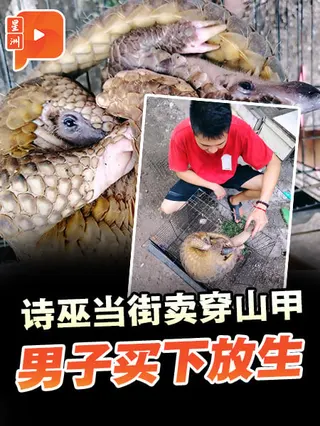 百格｜穿山甲相拥街头被兜售 男子当场买下助重归山林