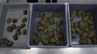 海關查獲的58隻活體烏龜。（取材自光明網）