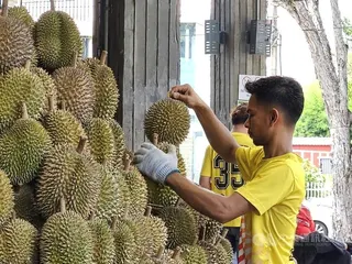 馬來西亞進入榴槤季，圖為榴槤攤位移工正在揀選消費者選購的榴槤。中央社記者黃自強吉隆坡攝 115年5月25日