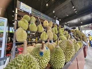 馬來西亞進入榴槤季，八打靈再也（Petaling Jaya）SS2夜市的榴槤攤位，擺滿各式各樣的榴槤。中央社記者黃自強吉隆坡攝　115年5月25日