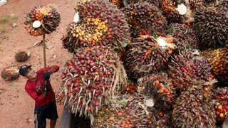 20260526 palm oil