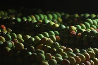 Alphonso mangoes are kept for ripening inside a warehouse in Devgad, India, May 14, 2026. — Reuters pic