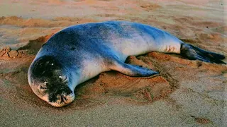 A Hawaiian monk seal sleeping on a sandy beach in Hawaii