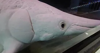 基隆的國立海科館飼養1隻罕見白化鱷雀鱔，咬合力十分驚人。(記者游明煌／攝影)