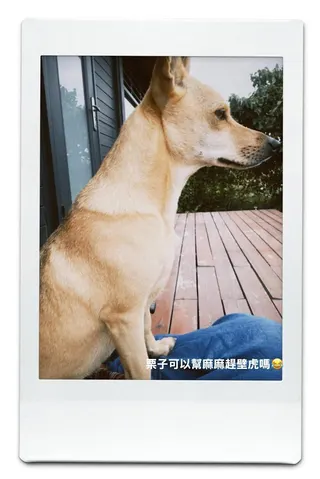 林利霏求助愛犬幫她驅趕壁虎。（圖／翻攝自林利霏臉書）