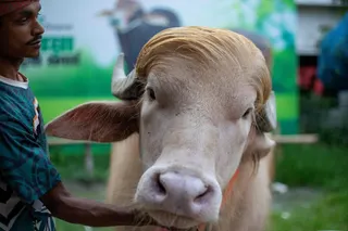 A carer attends to an albino buffalo nicknamed “Donald Trump” at a farm in Narayanganj on May 17. Photo: AFP