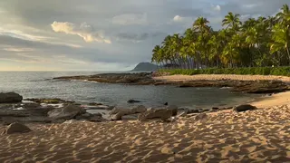 Hawaiian monk seal sunbathing on a beach in Ko Olina, Oahu, Hawaii