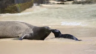 A Hawaiian monk seal with her newborn pup resting on a Waikiki beach