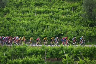 Jonas Vingegaard in pink among the peloton passing a vineyards from Fai della Paganella to Pieve di Soligo