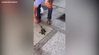 RFK Jr. shares video of rattlesnake rescue with wife Cheryl Hines