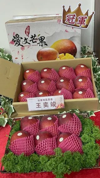 枋寮農民王奕竣種出的冠軍愛文芒果。(記者羅欣貞攝)