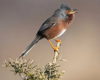 A Dartford warbler with grey head, rust-colored breast and long tail perches on a thorny branch, singing