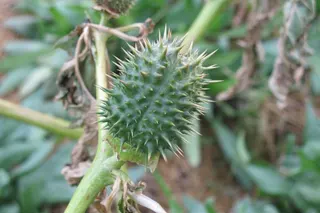 A Spanish study finds that "Datura" still possesses the potential for further geographic expansion [File: Harry Rose Wikimedia Commons]