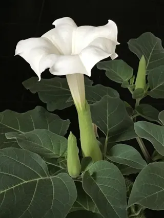 The Datura plant is known for its white or purple trumpet-shaped flowers, green prickly fruits, and large leaves with a pungent odor.[File: Flobbadob Wikimedia Commons]