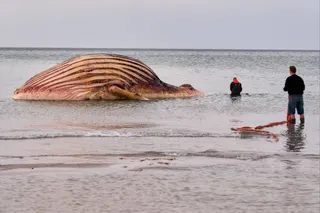 The dead whale lies bloated off the coast of the Danish island of Anholt. The whale is the humpback known as Timmy, which first stranded off Timmendorfer Strand in late March and was transported to the North Sea about a month later. Photo: dpa