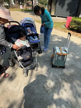 《圖說》貓咪在推車內也可以進行友善社交。〈動保處提供〉