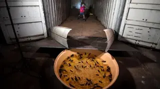 Getty A child runs in a darkened warehouse behind a ramp running up to a tub of water containing drowned mice