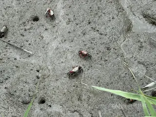 位於韓國全羅南道的順天灣濕地是由廣闊泥灘、蘆葦田與鹽沼濕地共同組成的複合生態系統，擁有豐富生態多樣性，已在2021年被登錄為世界遺產。中央社記者楊啟芳順天市攝 115年5月30日