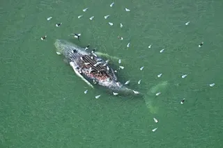 The dead whale has been drifting in the water off the holiday island of Anholt for more than two weeks. Photo: dpa