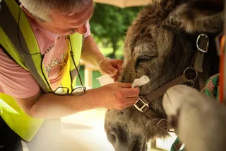 A patient with mental health conditions cleans a donkey's eyes during the animal therapy session in the eastern suburbs of Paris, on May 29, 2026