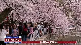 Japan gifts 250 cherry trees to the US in honor of the nation’s 250th anniversary