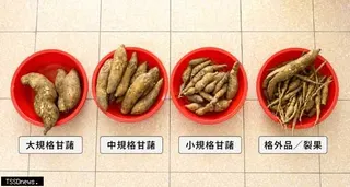 試驗採收之甘藷外觀完整，依規格可供鮮食、超商烤地瓜及加工產品等多元通路使用。（圖：畜試所提供）