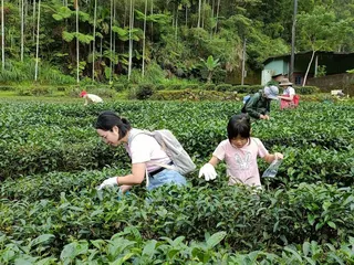 「蟲蟲危機 」體驗茶農生活。坪林區公所提供