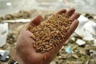 一只手拿着一把未脱壳的糙米。