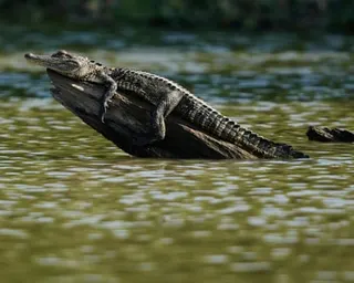 an alligator rests on a log
