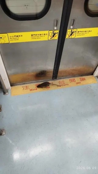 台鐵車廂內驚見老鼠。(來談鐵路提供)