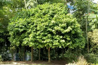 Found near rocky, sandy shorelines and near mangroves, the Katong Laut coastal tree provides food for a species of moth.