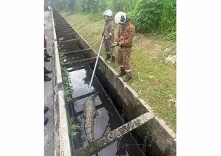Firefighters managed to capture the crocodile spotted in a drain near a petrol station in Sungai Manggis, here, earlier today. - Pic courtesy of Bomba