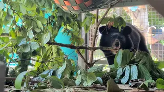 Singapore plays a key role in funding the protection of moon bears and sun bears.