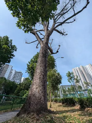 Native to Africa, Senegal Mahogany trees were first used for roadside planting because of their rapid growth rate and ability to tolerate dry urban environments.