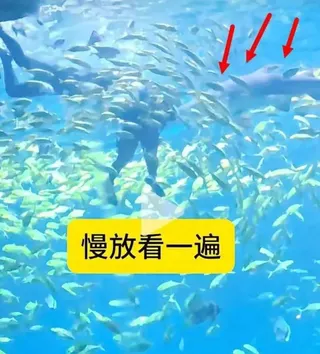 包姓律師下水沒多久，就被一尾3公尺長的虎鯊攻擊。翻攝微博