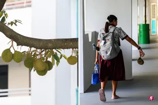 位于罗弄榴梿组屋边的数棵榴梿树迎来大丰收，长出上百粒榴梿高挂枝头。不少人常早晚在组屋底层徘徊，希望能幸运捡回一粒果实。 （陈斌勤摄）