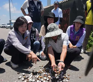 文蛤因鹽度驟降與高溫衝擊，大量死亡並出現肉殼分離現象。