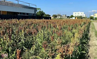 豪雨造成仙草田積水，部分植株因長時間泡水而枯萎死亡。（圖／記者蘇榮泉攝）