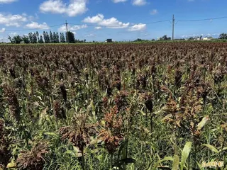 6月連續降雨，雲林種植的高粱傳出穗上發芽災情，農業部公告每公頃救助2.8萬元。(記者黃淑莉攝)