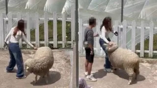 女游客扯羊毛拍打绵羊 被批虐待动物引议