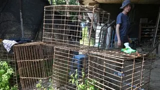 6月11日，一名动物权益活动人士在平泽市一家废弃的犬只屠宰场检查空笼子。（图取自法新社）