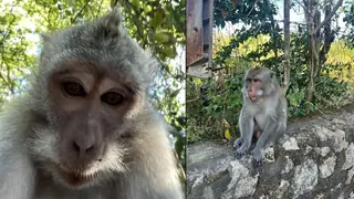 被猴子抢走手机 游客寻回后发现其自拍照