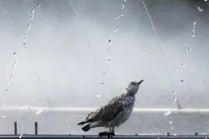 羅馬尼亞一隻海鷗27日在首都布加勒斯特泰坦公園噴泉消暑。歐新社