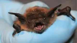 Bat on his face, no visible bite: 11-year-old Canadian boy dies of rabies weeks later
