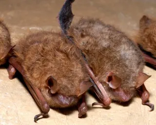 Two small tricoloured bats