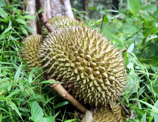 (FILE): Malaysia is targeting durian exports to China worth US$229 million (RM932.3 million) by 2030, driven by rising demand from Chinese consumers and strong growth in fresh and frozen durian shipments. — FILE PIC