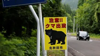 日本近來熊隻出沒事件頻傳，學生上下學安全引發家長憂慮。(路透)