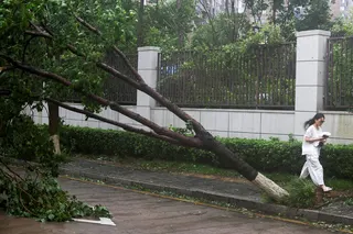 周日，台风“巴威”于午夜前后在浙江温州再次登陆，当地街头树木倒伏。